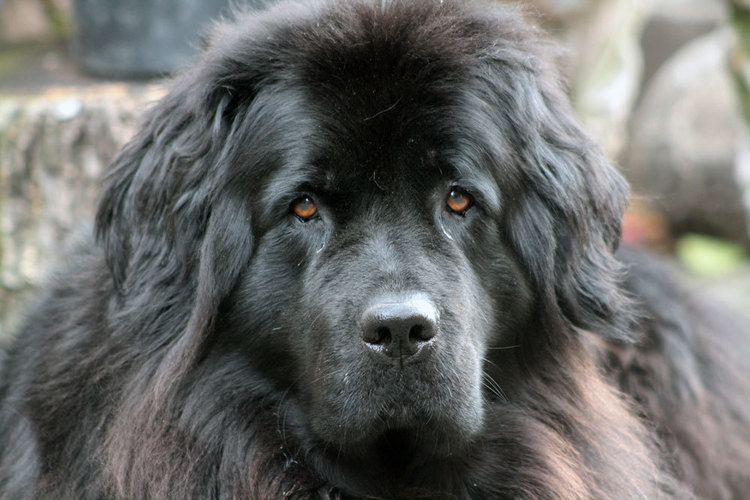 Newfie Woof Wednesday So you think you want a Newfie