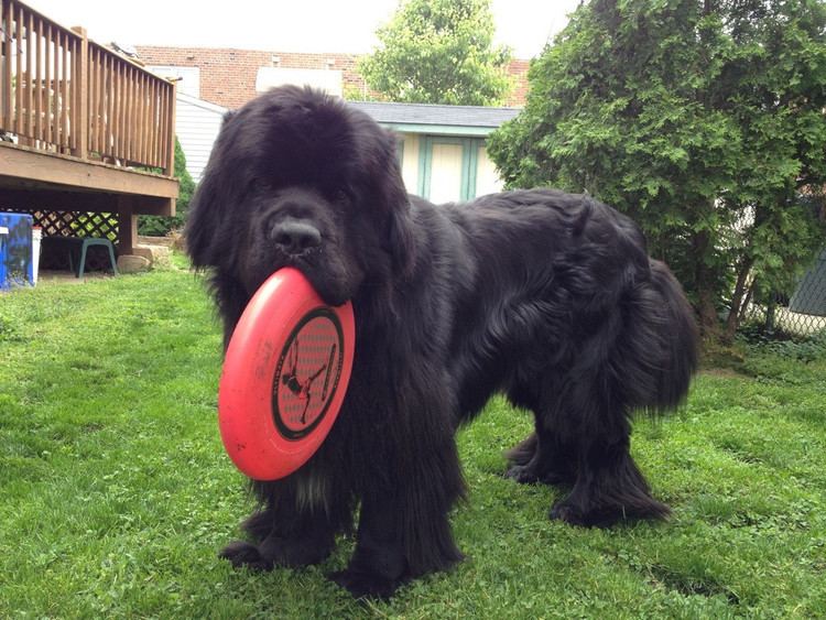 Newfie Newfie play time aww