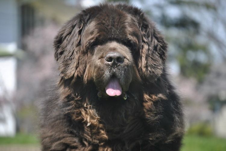 Newfie Meet The Newfoundland 20 Fun Facts About The Newfie
