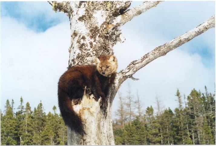 Newfoundland pine marten Newfoundland Pine Marten Update Family Time Earth Rangers Wild