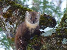 Newfoundland pine marten httpsuploadwikimediaorgwikipediacommonsthu