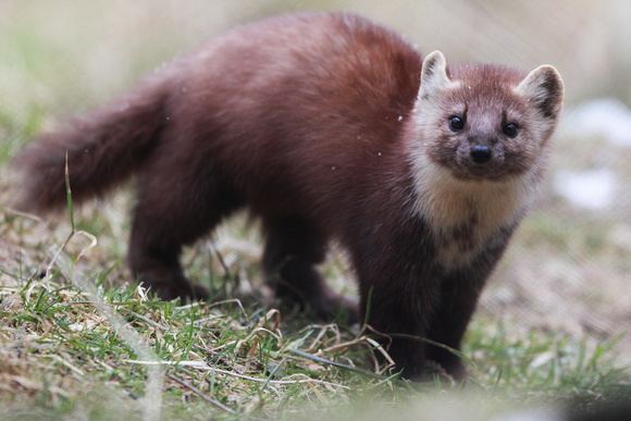 Newfoundland pine marten NL Year In Review Nature Conservancy of Canada 20132014 Annual