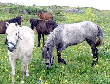 Newfoundland pony newfoundlandponycom