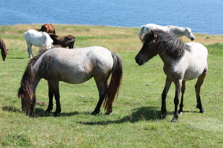 Newfoundland pony The Newfoundland Pony