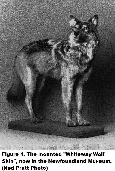 Newfoundland wolf The Newfoundland Wolf The Rooms