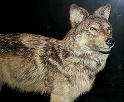 Newfoundland wolf httpsuploadwikimediaorgwikipediacommonsthu