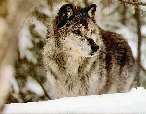 Newfoundland wolf The Newfoundland Wolf is extinct The Animal Kingdom Trivia Quiz