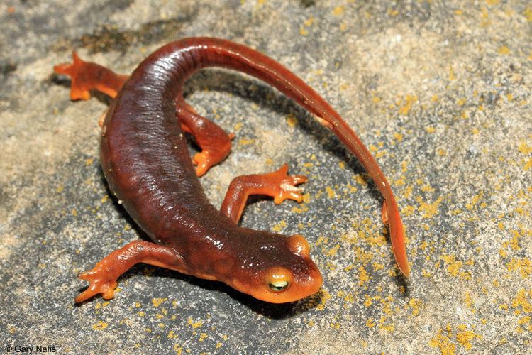 Newt Sierra Newt Taricha sierrae