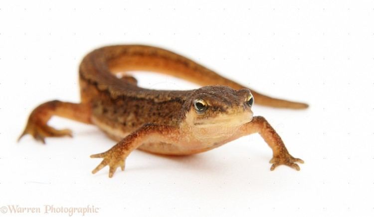 Newt Newt skin photo WP02656