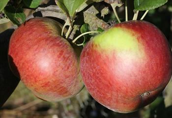 Newton Wonder Newton Wonder apple trees for sale Buy online Friendly advice