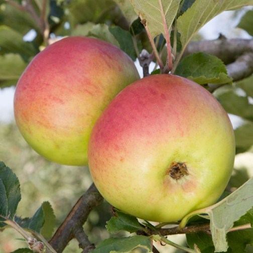 Newton Wonder Apple Tree 39Newton Wonder39 Pomona Fruits Buy Fruit Trees Soft