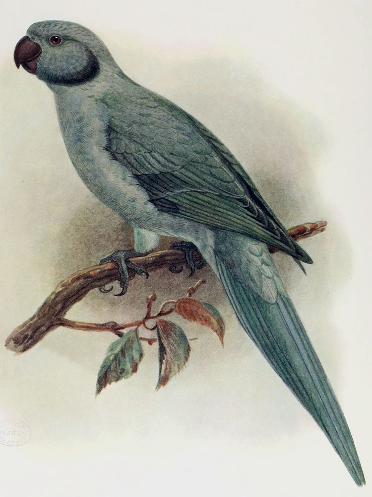 Newton's parakeet FilePsittacula exsul 2jpg Wikimedia Commons