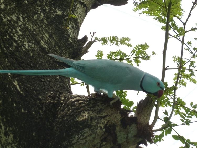 Newton's parakeet Kuala Lumpur Bird Park The Thought Stash