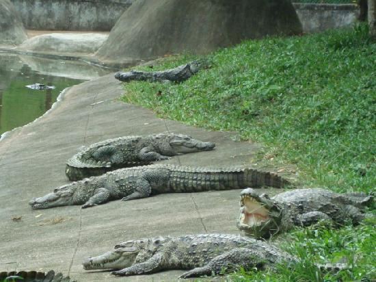 Neyyar Wildlife Sanctuary Neyyar Dam Picture of Neyyar Wild Life Sanctuary Trivandrum