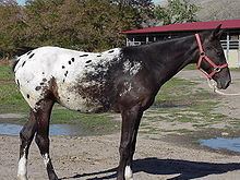 Nez Perce Horse httpsuploadwikimediaorgwikipediacommonsthu