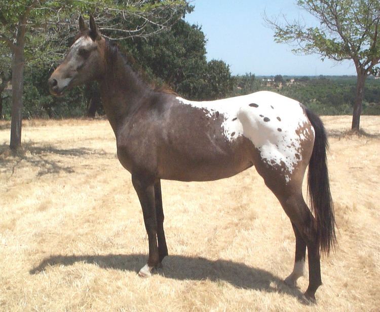 Nez Perce Horse Nez Perce Horse Info Origin History Pictures Horse Breeds