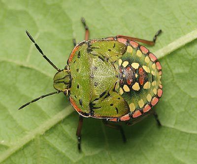 Nezara Pentatomidae Nezara viridula Southern Green Shieldbug