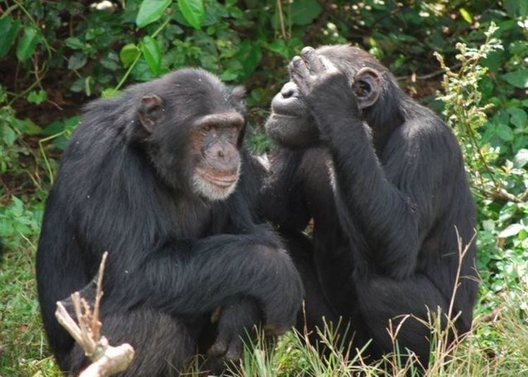 Ngamba Island Chimpanzee Sanctuary httpscdnaudleytravelcom7924805818824817