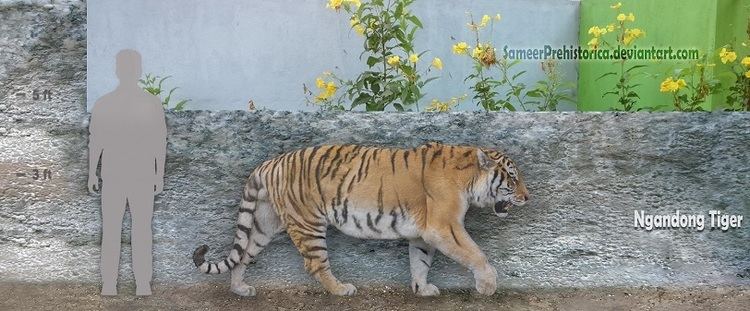 Ngandong tiger Ngandong Tiger by SameerPrehistorica on DeviantArt