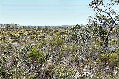 Ngarkat Conservation Park LIVING TRAVEL SOUTH AUSTRALIA Ngarkat Conservation Park Mallee
