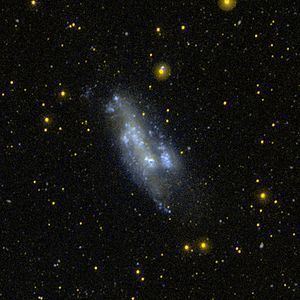 NGC 2366 httpsuploadwikimediaorgwikipediacommonsthu