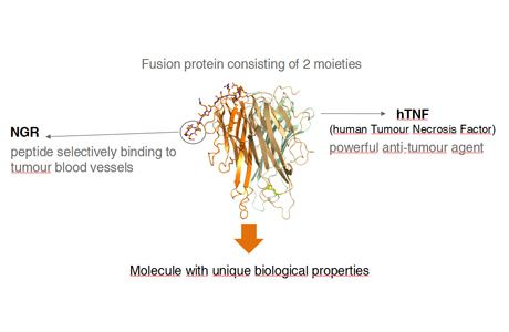 NGR-hTNF (antitumor recombinant protein) wwwmolmedcomsitesdefaultfilesuploadsattachm