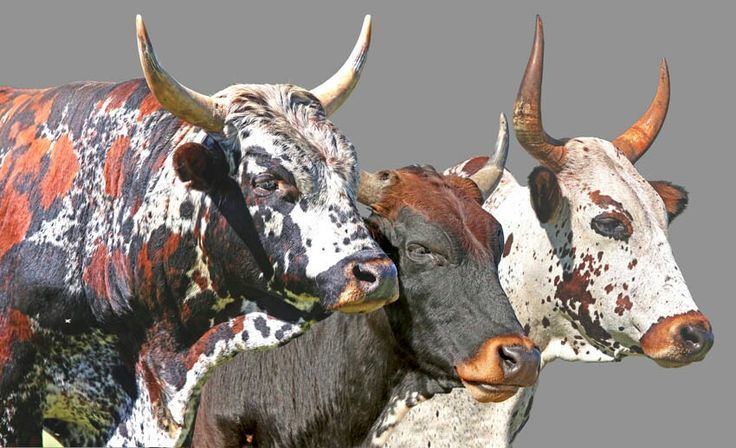 Nguni cattle Beautiful art of Nguni cows Ngunis are a type of cattle from South