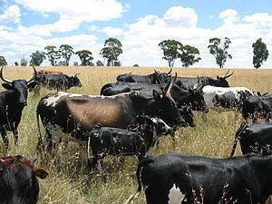 Nguni cattle httpsuploadwikimediaorgwikipediacommonsthu