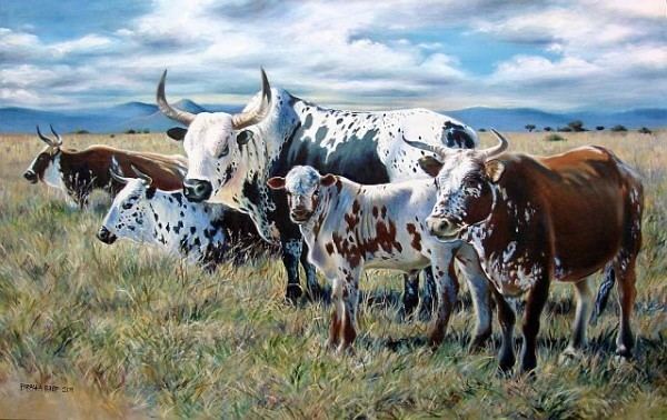 Nguni cattle 1000 images about Nguni Cattle on Pinterest North west Daniel o