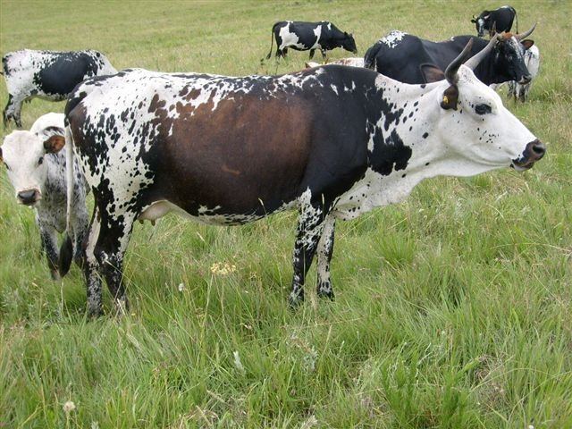 Nguni cattle Nguni Cattle