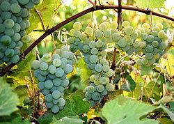 Niagara (grape) Niagara Grapes For White Wine The Grape Varieties Vineyard