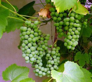 Niagara (grape) Southern Bunch Grape Vines Standard Bunch Grape Vines Seedless