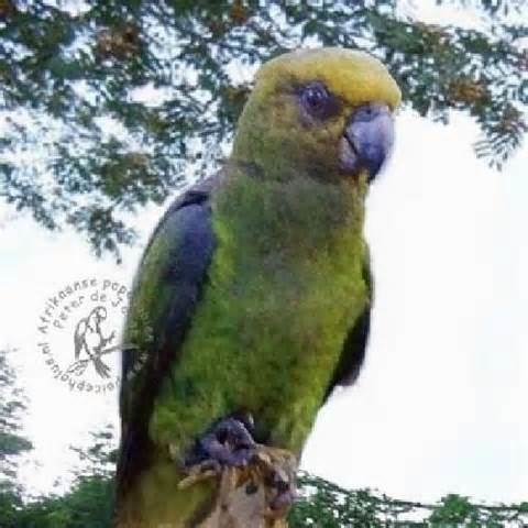Niam-Niam parrot wwwtaenoscomimgITISPoicephaluscrassusNiamn
