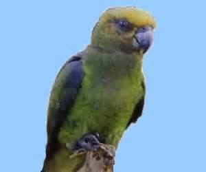 Niam-Niam parrot More on Poicephalus crassus niamniam parrot