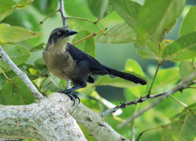 Nicaraguan grackle antpittacom Photo Gallery Orioles and Blackbirds Part II