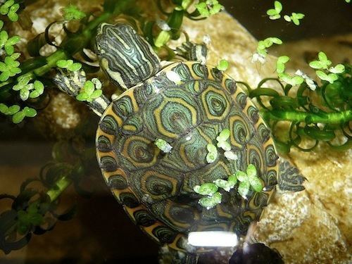 Nicaraguan slider Nicaraguan Slider Turtle for Sale Reptiles for Sale