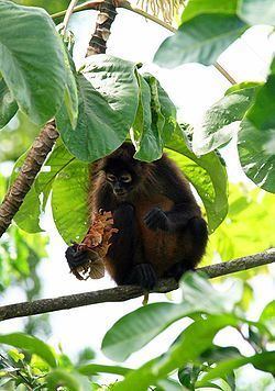 Nicaraguan spider monkey httpsuploadwikimediaorgwikipediacommonsthu