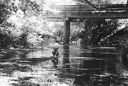 Nicasio Creek httpsuploadwikimediaorgwikipediaenthumb4