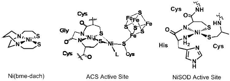 Nickel superoxide dismutase httpsacsconfexcomacsswrm06techprogramimag