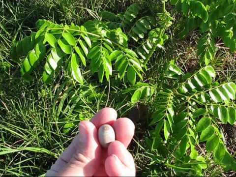 Nickernut Nickernut Plant Produces Seabeans YouTube