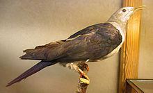 Nicobar imperial pigeon httpsuploadwikimediaorgwikipediacommonsthu