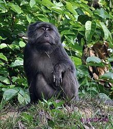 Nicobar long-tailed macaque httpsuploadwikimediaorgwikipediacommonsthu