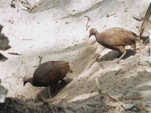 Nicobar megapode Oriental Bird Club Image Database Nicobar Megapode Megapodius