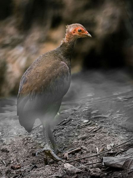 Nicobar megapode Oriental Bird Club Image Database Nicobar Megapode Megapodius