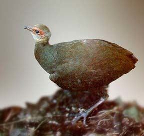 Nicobar megapode wwwbirdinginimagesBirdsnicobarscrubfowljpg