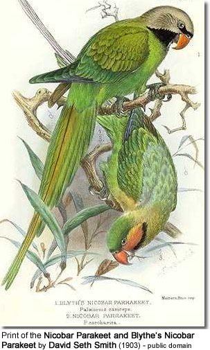 Nicobar parakeet httpswwwbeautyofbirdscomimagesbirdsparrots