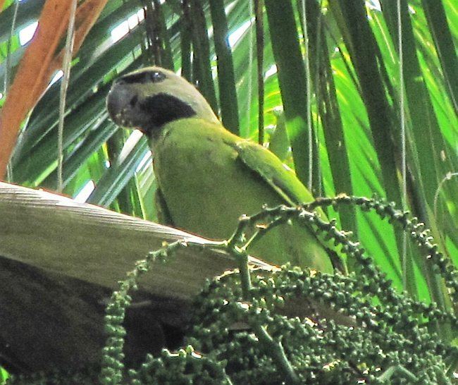 Nicobar parakeet Oriental Bird Club Image Database Nicobar Parakeet Psittacula