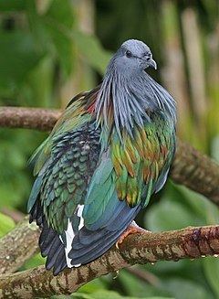 Nicobar pigeon httpsuploadwikimediaorgwikipediacommonsthu