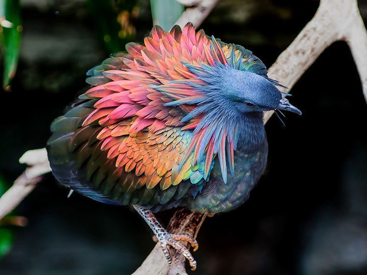 Nicobar pigeon Meet The Closest Living Relative To The Extinct Dodo Bird With