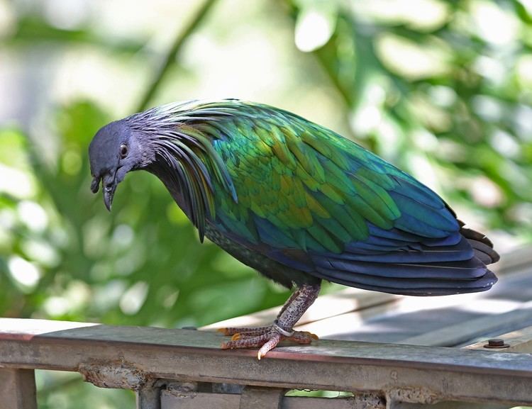 Nicobar pigeon Pictures and information on Nicobar Pigeon